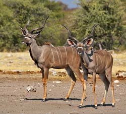 337-Kudus  70D2-4392