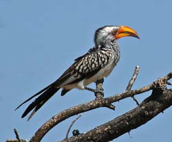 338-Yellow-billed Hornbill  70D2-4404
