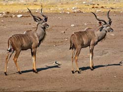 339-Kudus  70D2-4401