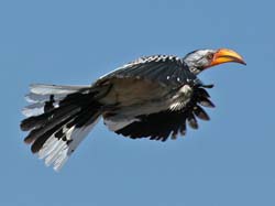 340-Yellow-billed Hornbill  70D2-4405