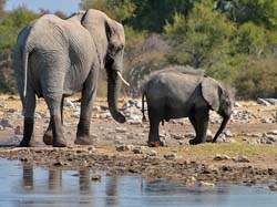341-Elephants  70D2-4419