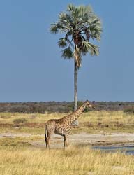 343-Giraffe at a Water Hole  70D2-4446