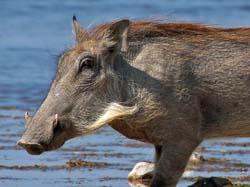 344-Warthog  70D2-4433
