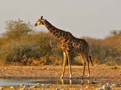 351-Giraffe  70D2-4499