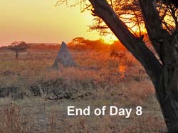 354-End of Day 8 7J8E2215