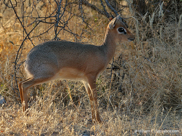 358-Dik Dik  70D2-4510