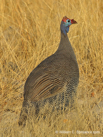 359-Helmeted Guineafowl  70D2-4507