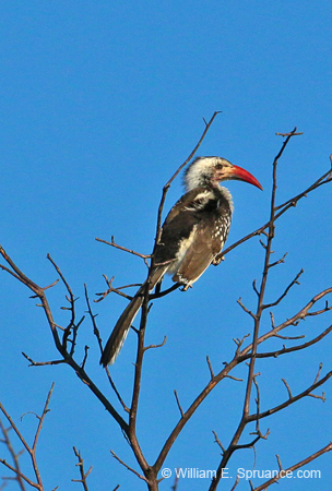 360-Red-billed Hornbill  70D2-4516
