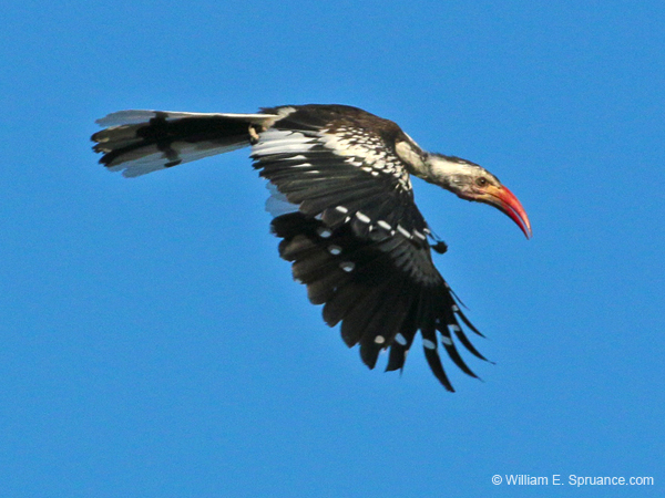 362-Red-billed Hornbill  70D2-4521
