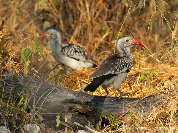 365-Red-billed Hornbills  70D2-4533