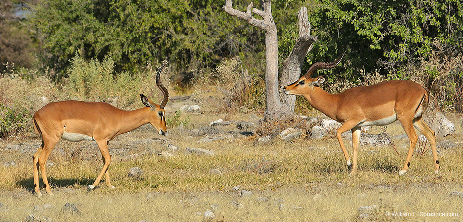 366-Black-faced Impalas  70D2-4553