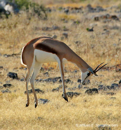369-Thompsons Gazelle  70D2-4559