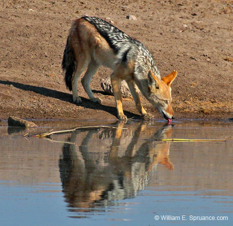 371-Black-backed Jackal  70D2-4575