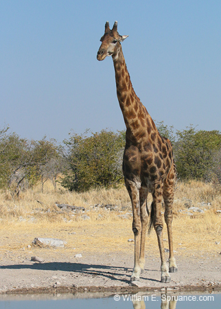 373-Giraffe  70D2-4626