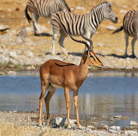 379-Black-faced Impala  70D2-4629