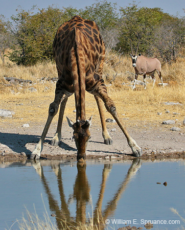 380-Giraffe  70D2-4635