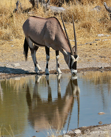 381-Oryx  70D2-4644