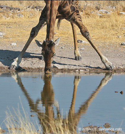 382-Giraffe  70D2-4652