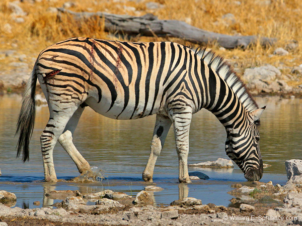 383-Wounded Zebra  A70D2-4664