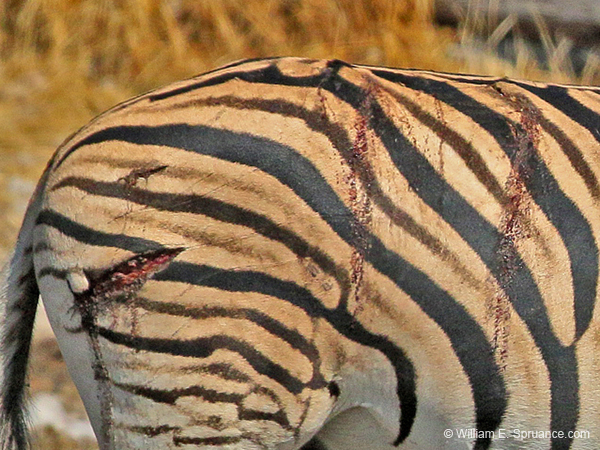 384-Wounded Zebra  B70D2-4664