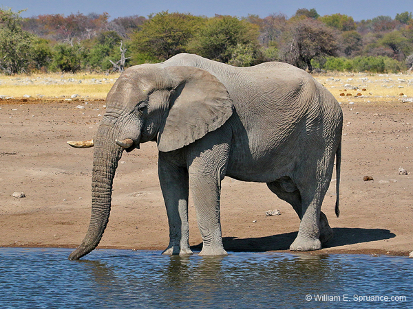385-Elephant  70D2-4668