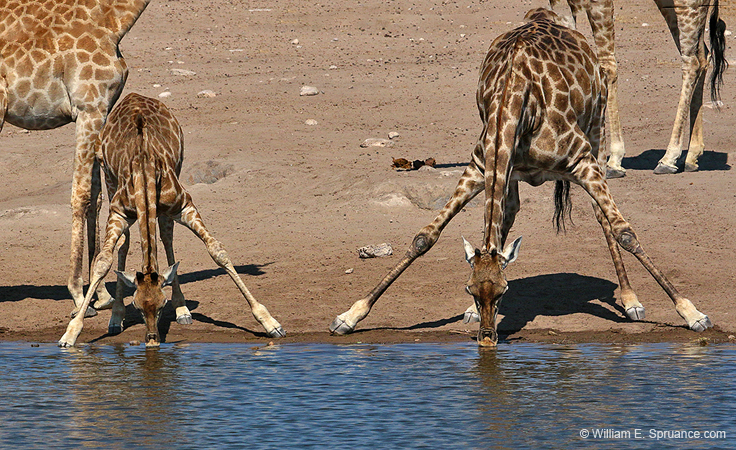 386-Giraffes  70D2-4691