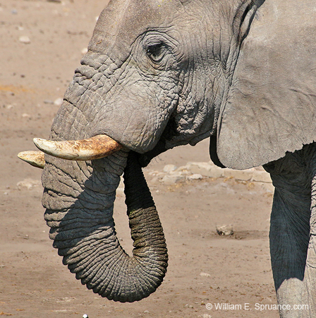 387-Elephant  70D2-4673