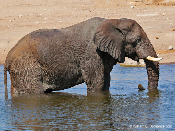 389-Elephant Spa Treatment  70D2-4686