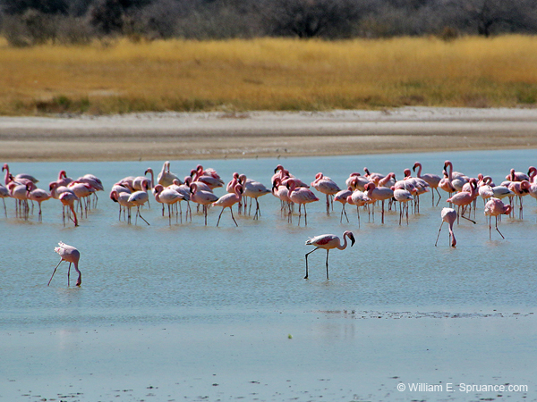 391-Flamingos  70D2-4705