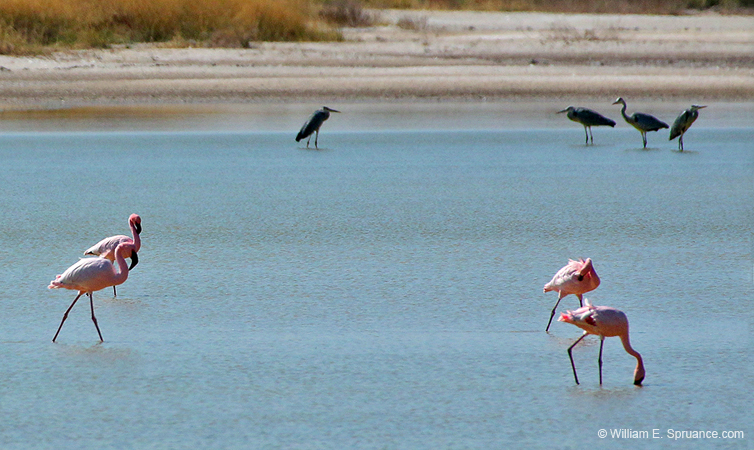 393-Flamingos and Black-headed Herons  70D2-4706