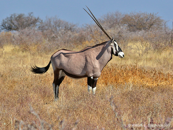 397-Oryx  70D2-4712