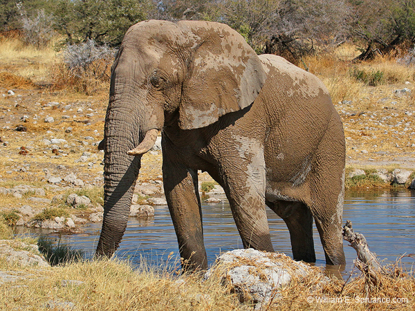 398-Elephant  70D2-4713