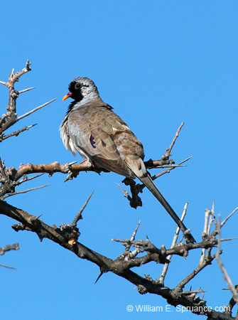 399-Namaqua Dove  70D2-4729