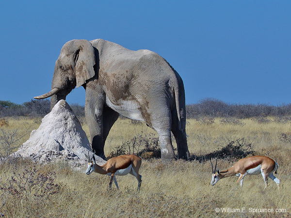 400-Elephant and Thompsons Gazelles  70D2-4730