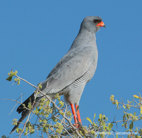 401-Goshawk  70D2-4756