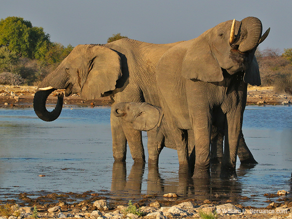 404-Elephants  70D2-4805