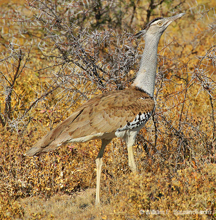 405-Kori Bustard  70D2-4773