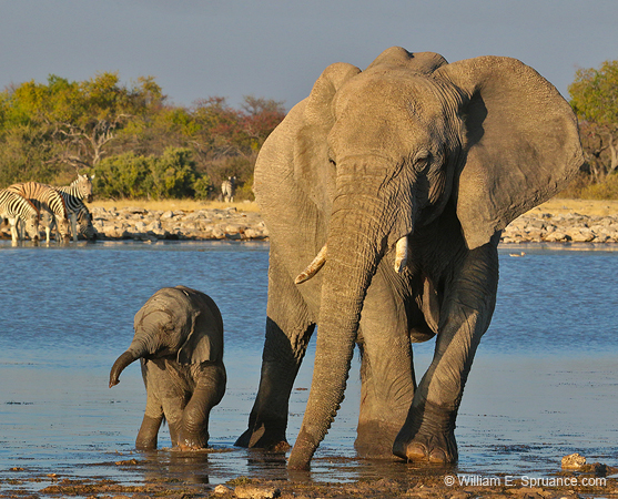 406-Elephants  70D2-4813
