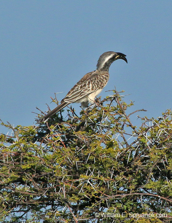 407-Hornbill  70D2-4779