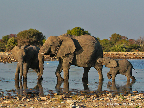 408-Elephants  70D2-4822