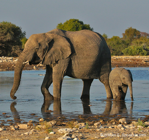410-Elephants  70D2-4832