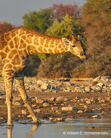 413-Giraffe  70D2-4854