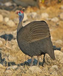 357-Helmeted Guineafowl  70D2-4503