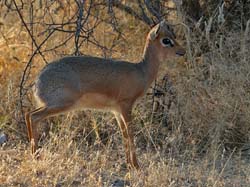 358-Dik Dik  70D2-4510