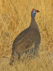 359-Helmeted Guineafowl  70D2-4507