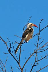 360-Red-billed Hornbill  70D2-4516
