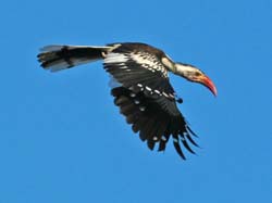 362-Red-billed Hornbill  70D2-4521
