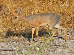 364-Dik Dik  70D2-4551