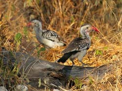 365-Red-billed Hornbills  70D2-4533