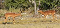 366-Black-faced Impalas  70D2-4553